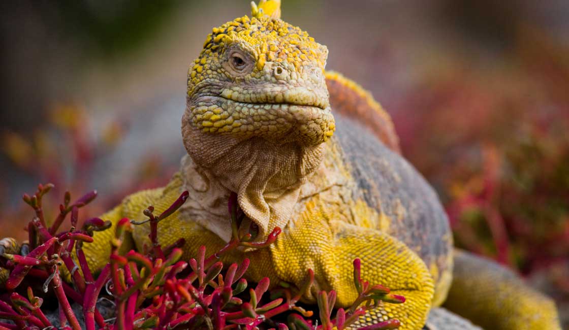 Yellow Iguana