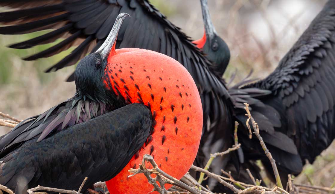 Black burds with red inflated throat