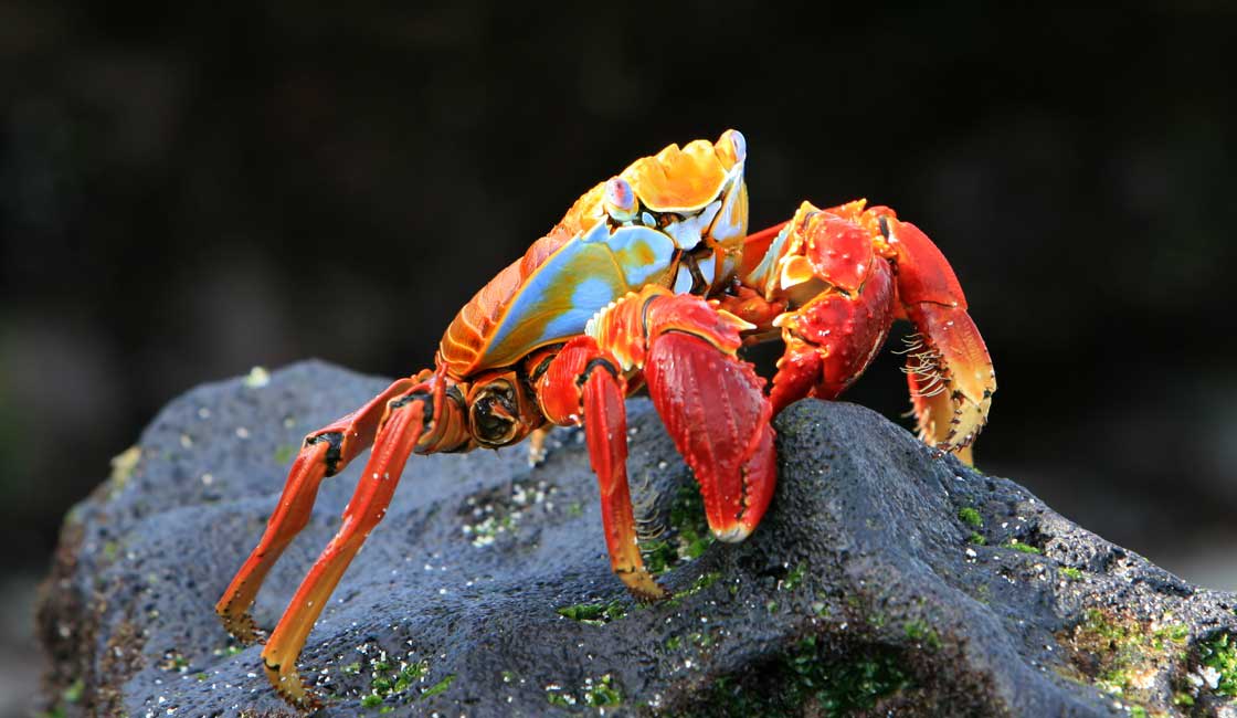 Blue and red crab on a rock