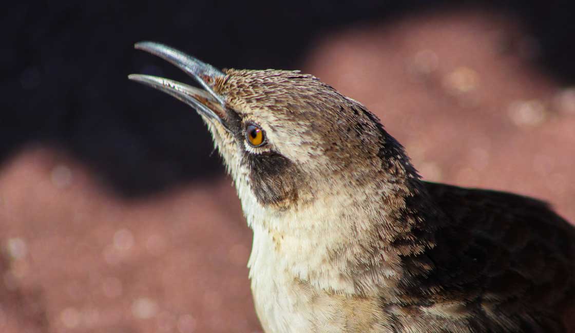 Closeup of a small bird