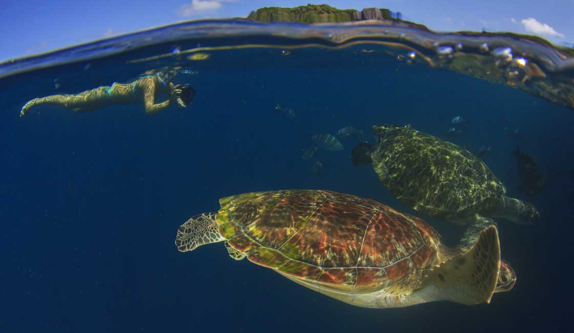 浮潜和海龟