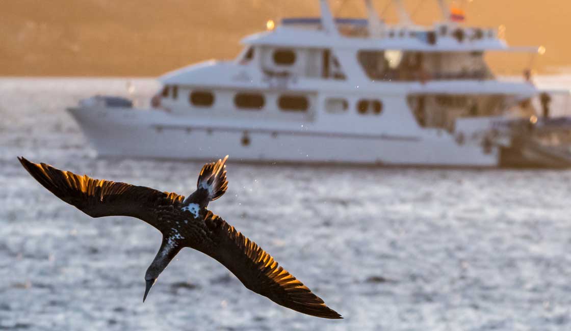 Boat in the background and diving Booby