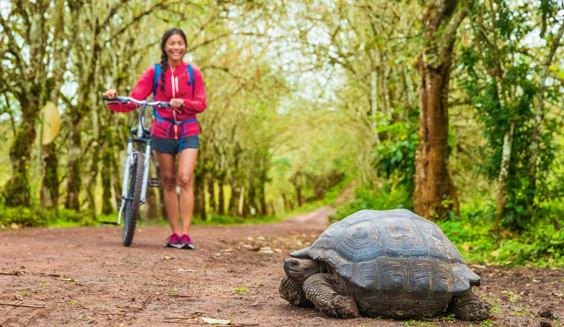 A girl meeting a tortoise while cycling