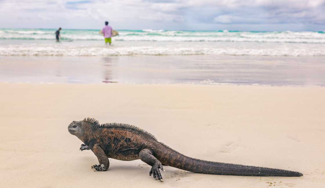 Iguana and surfers in the background