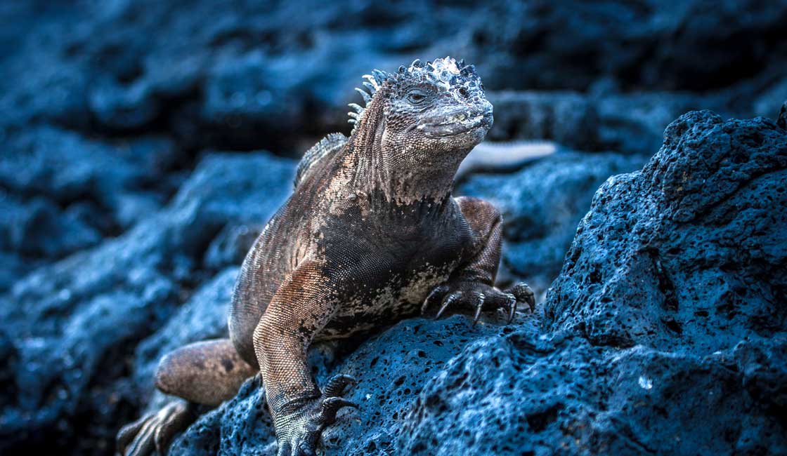 Iguana on a rock in the evening light