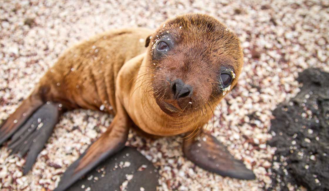 Seal looking in the camera