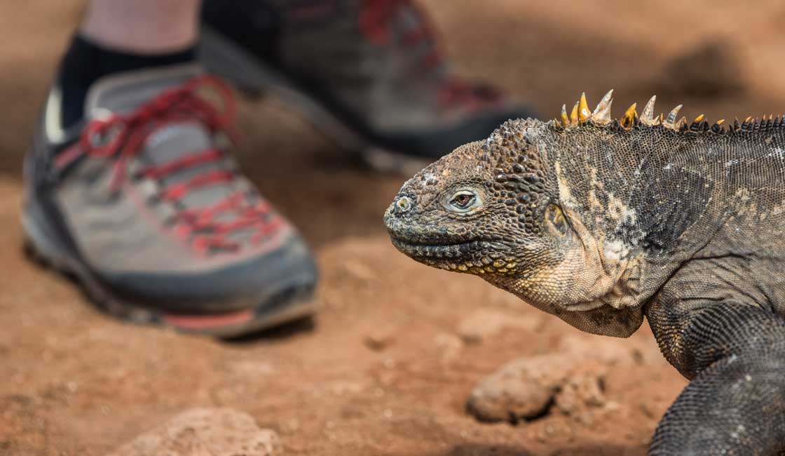 Boots and iguana