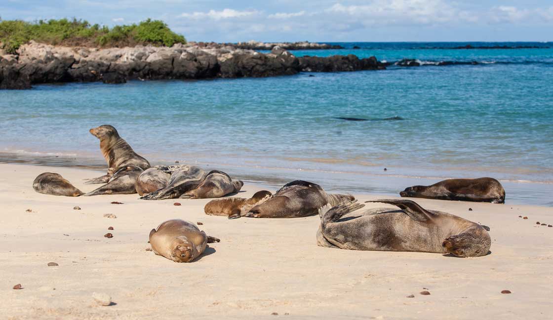 Sea lions on the beach