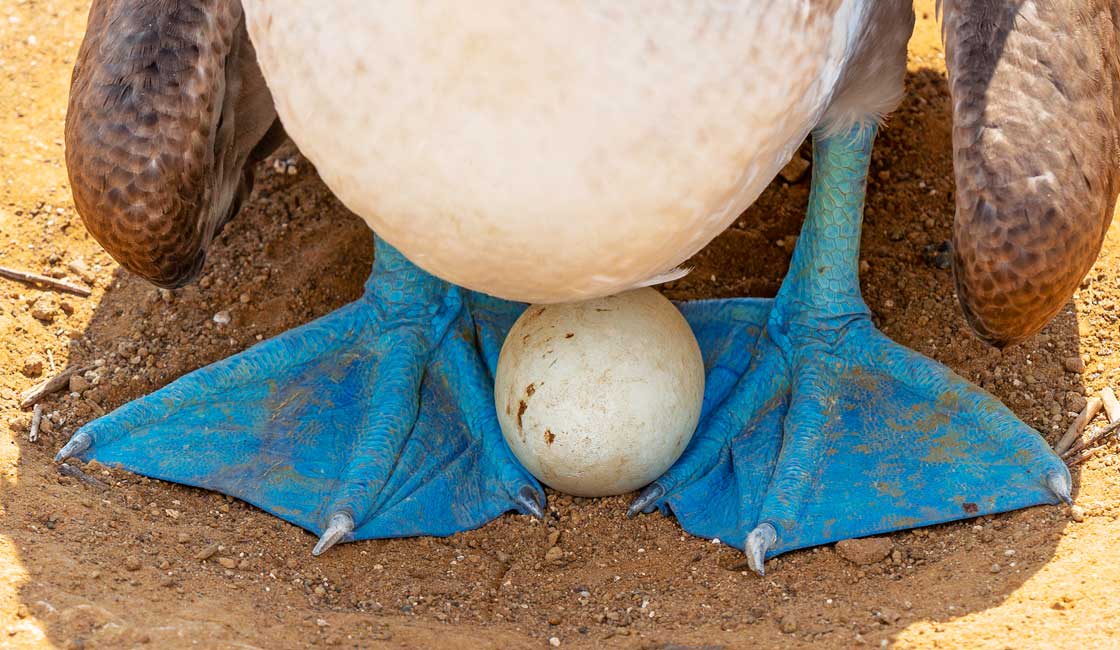 Blue feet and an egg of a booby