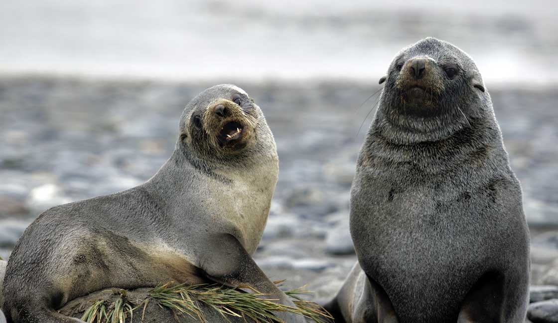 Two seals on a rock by the sea