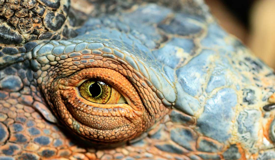 Iguana Eye closeup