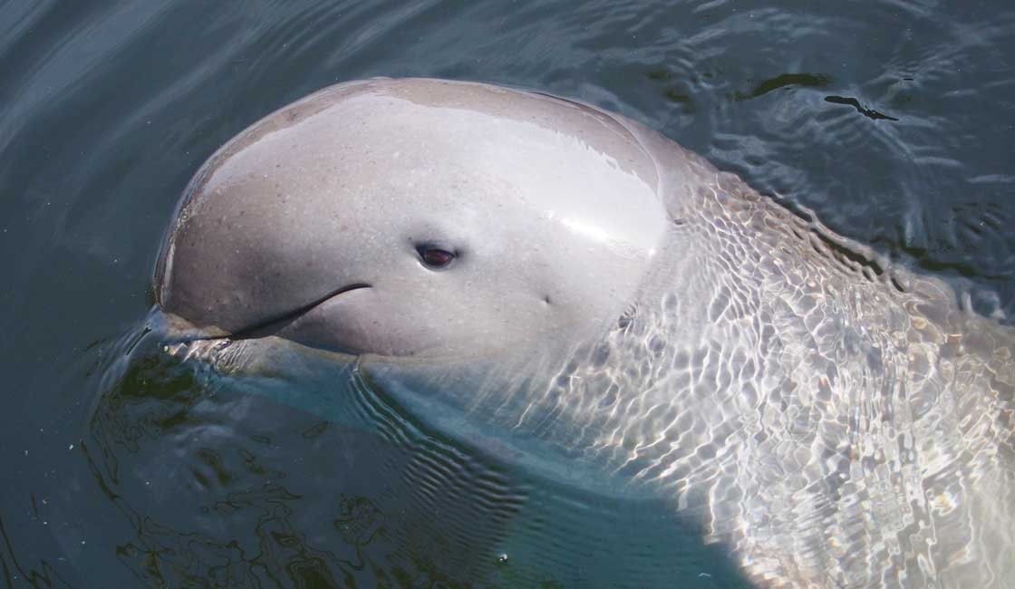 Curte dolphin