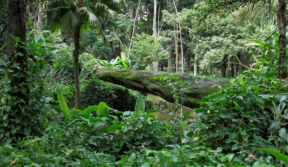 Dense forest