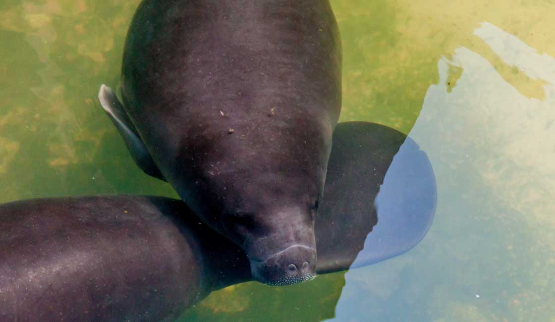 Two manatees