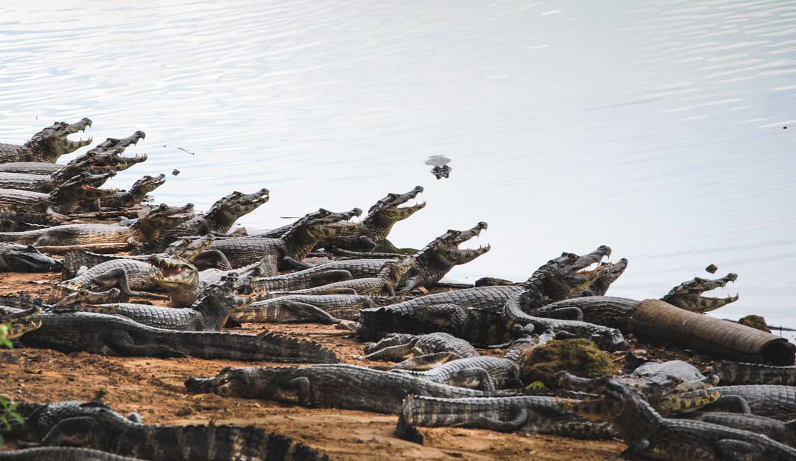 Lines of Caimans at the shore