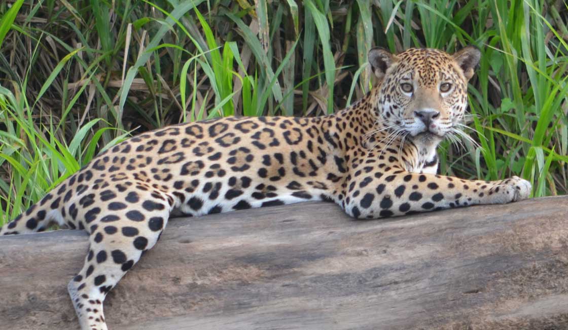 Jaguar on a log