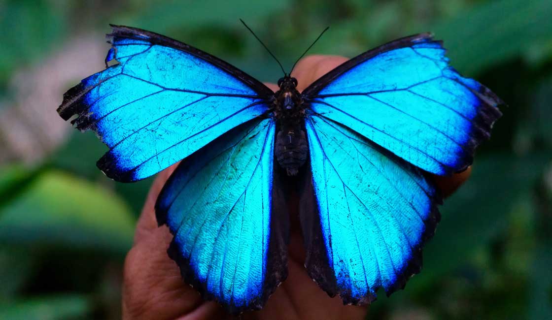 Blue butterfly 