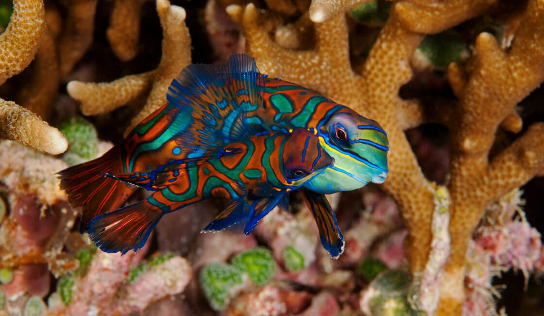 Mating dance of Mandarinfishes, Synchiropus splendidus, Raja Ampat Indonesia