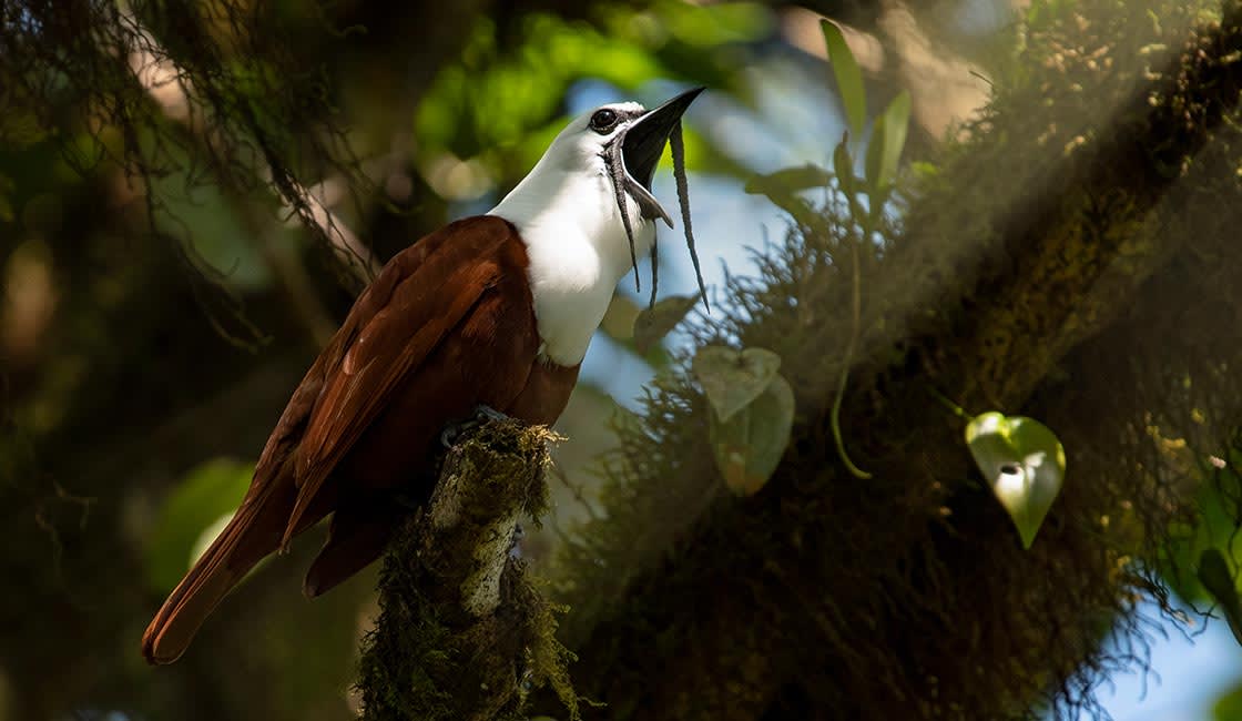 A Three-wattled Bellbird with its mouth open on a branch, its namesake wattles visible.
