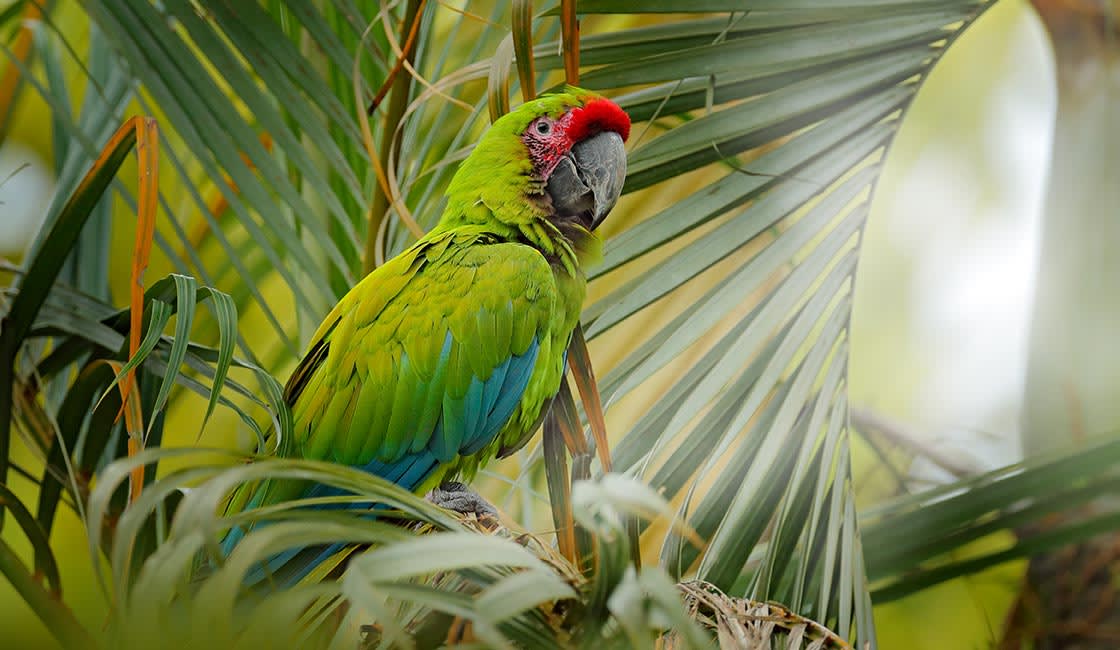 A Great Green Macaw with vibrant green and blue feathers and a red forehead, perched on a palm frond.