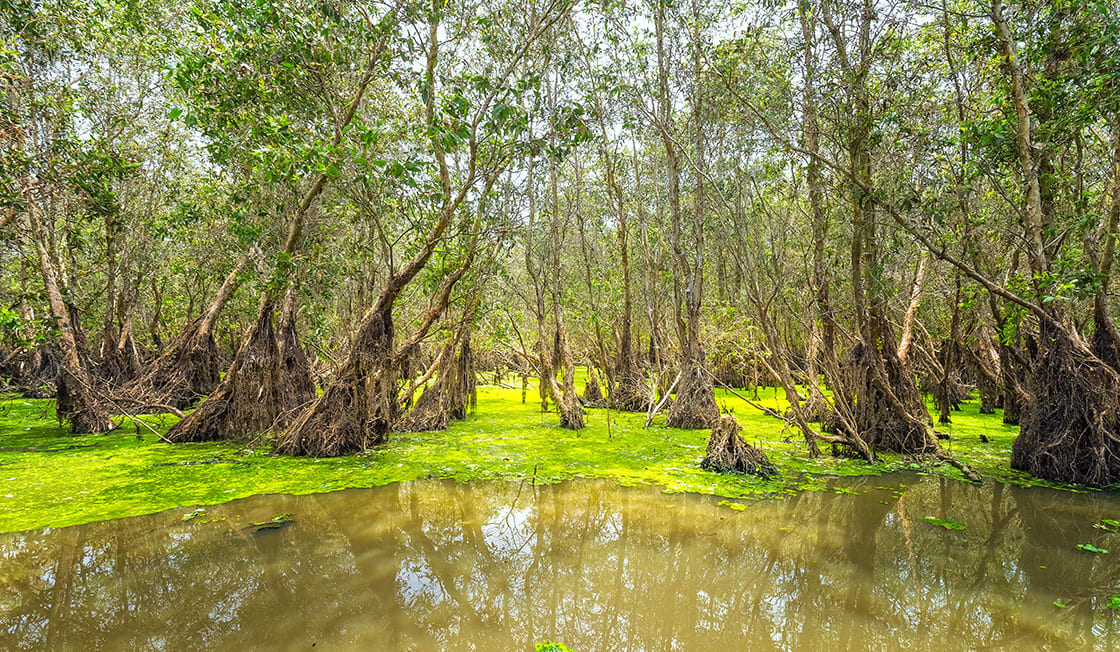 Tra,Su,Forests,Typical,Of,Wetland,Ecosystems,Of,Mangroves