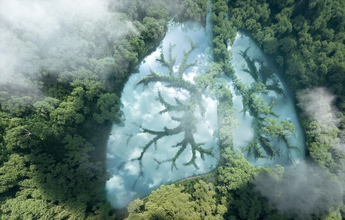 Green Lungs Of Planet Earth