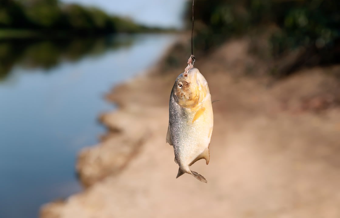 食人鱼在潘塔纳