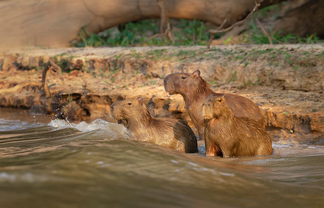 群水豚在河岸,潘塔纳——巴西南部