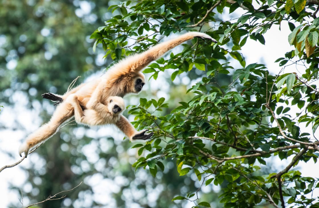 swinging bibbos at Southern Thailand’s Khao Sok National Park 