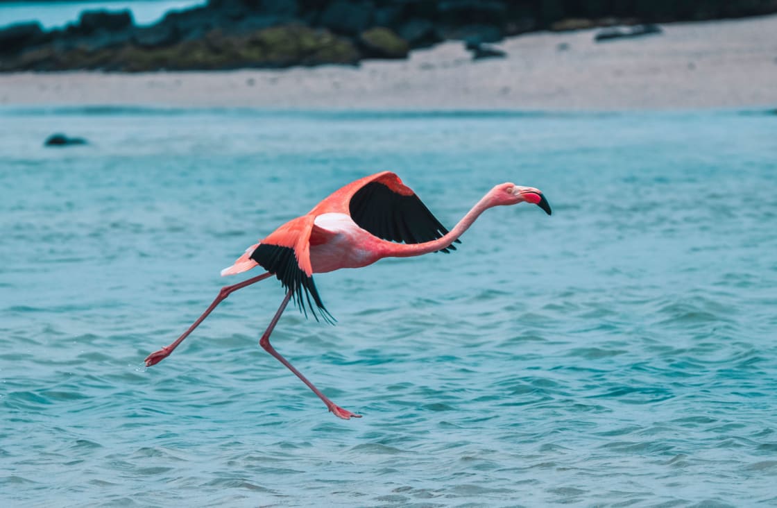 Flamingo Flying Galapagos