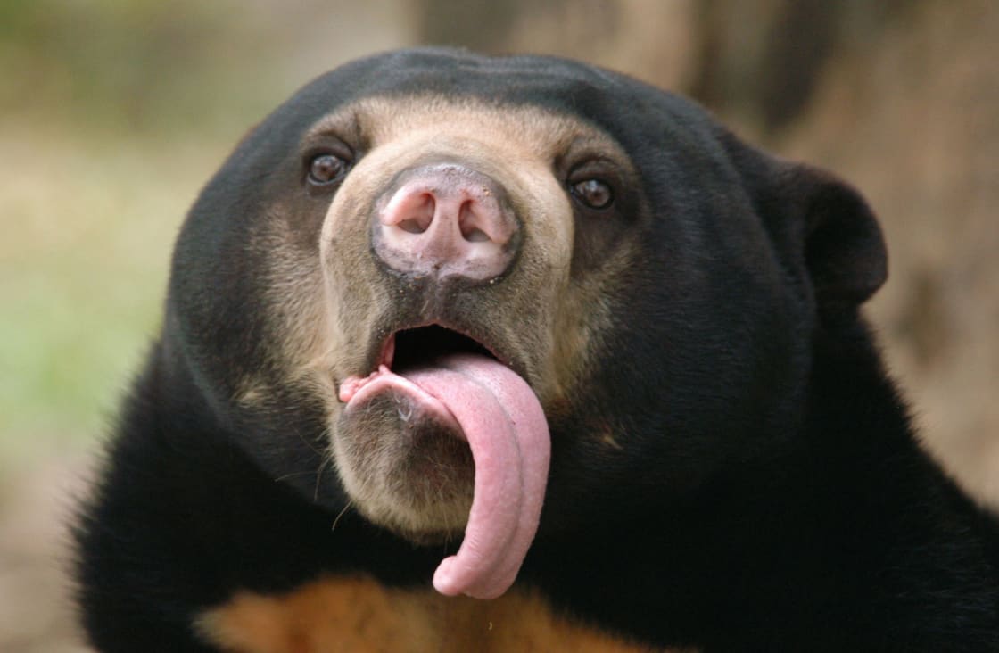 palyful sun bear