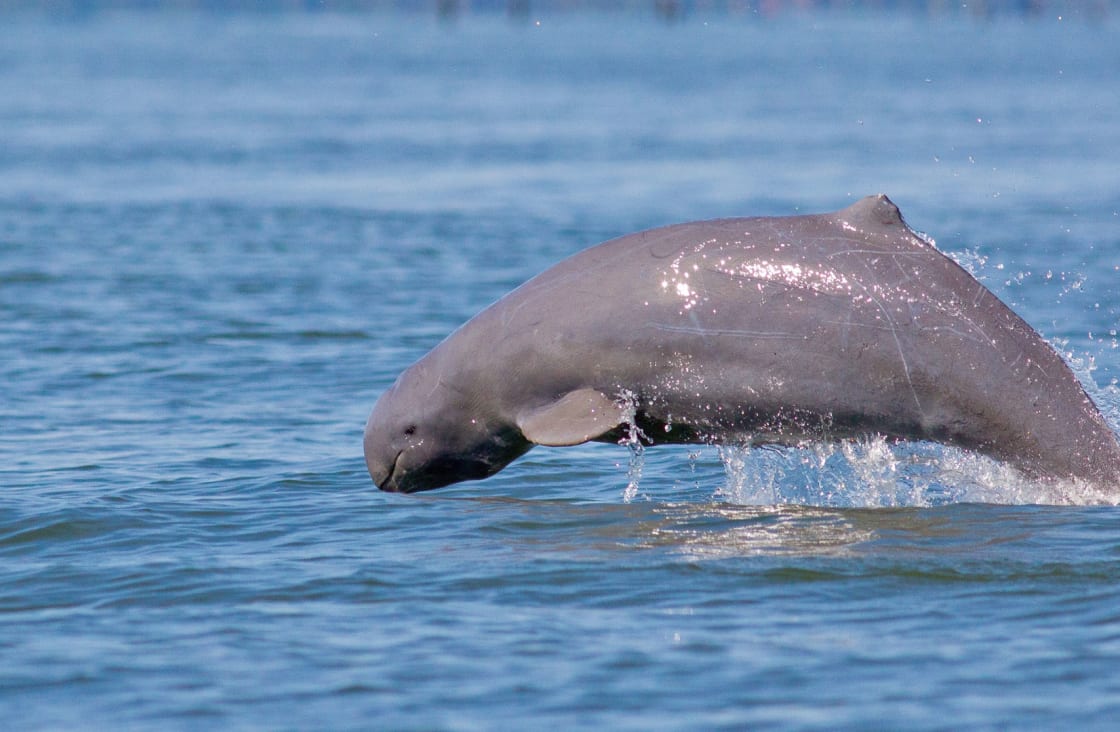 Irrawaddy-Dolphins