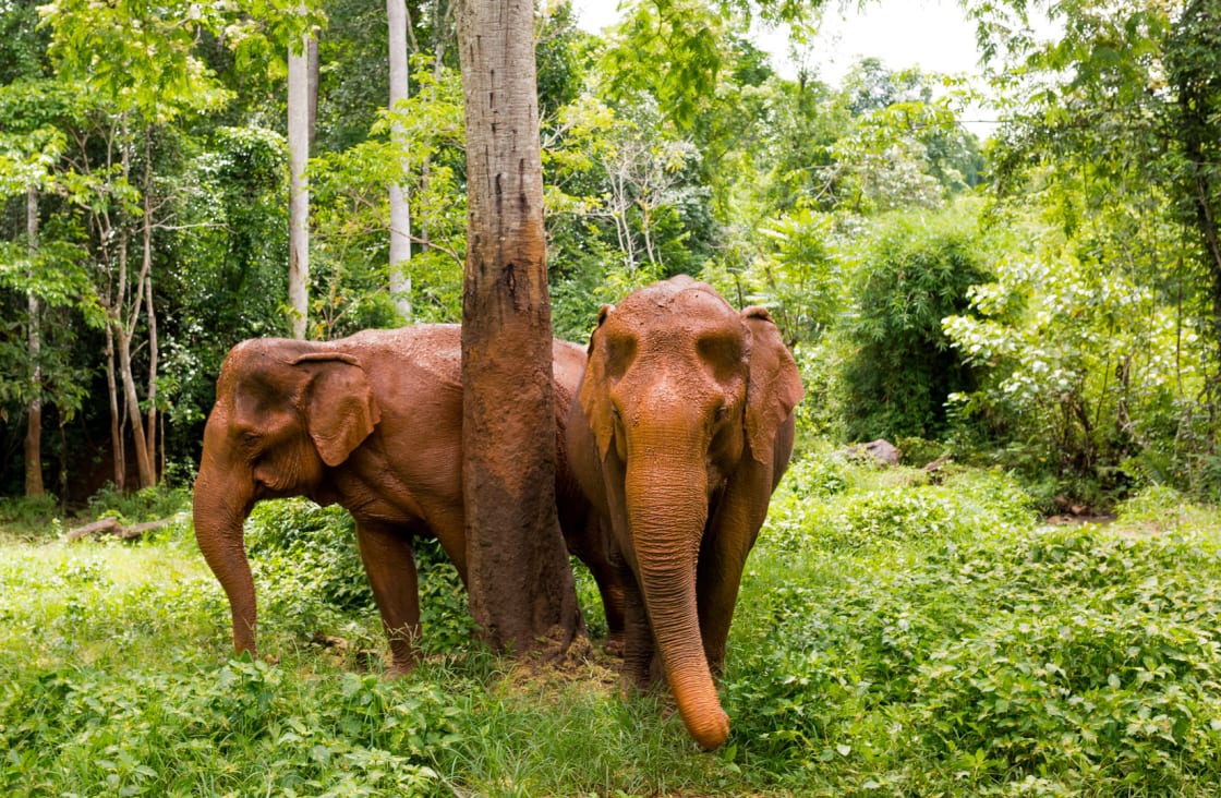 elephant in the forest