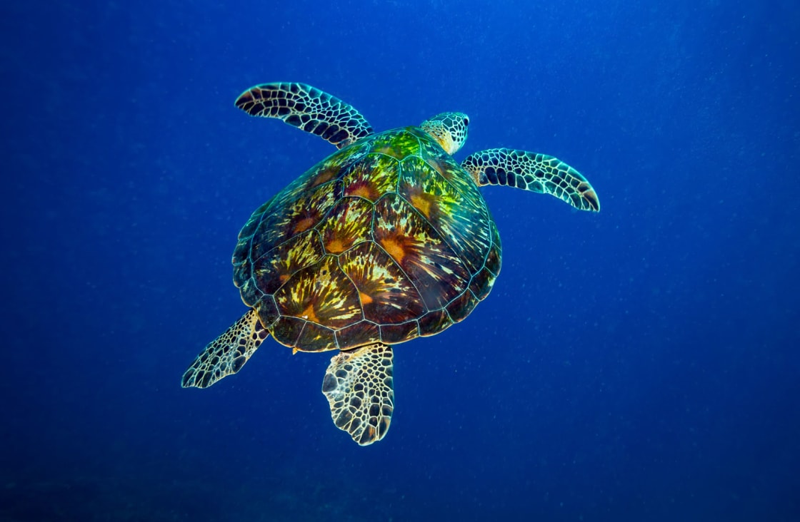 swimming turtle in belitung