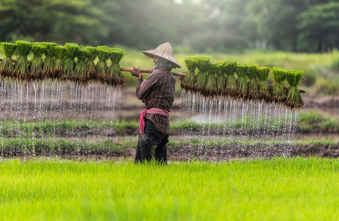 man watering the fields