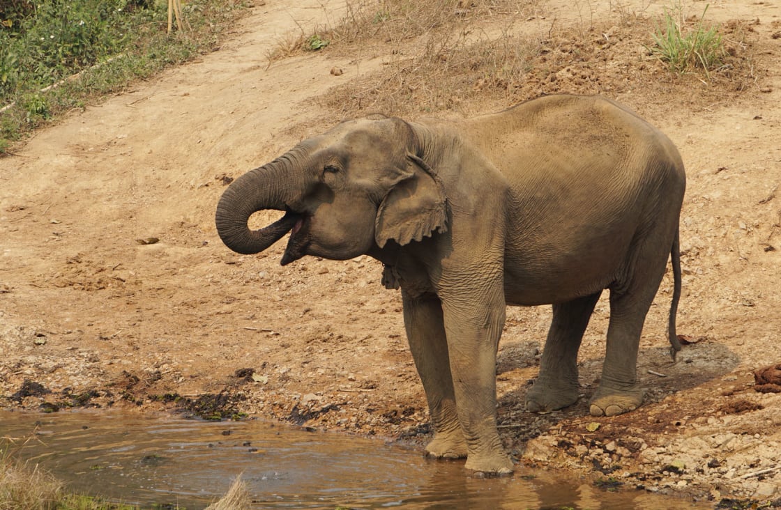 elephant walking in the dust