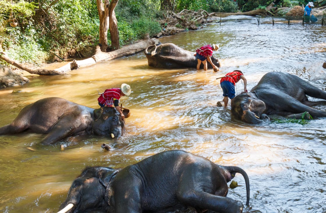 Bathe-With-Elephants