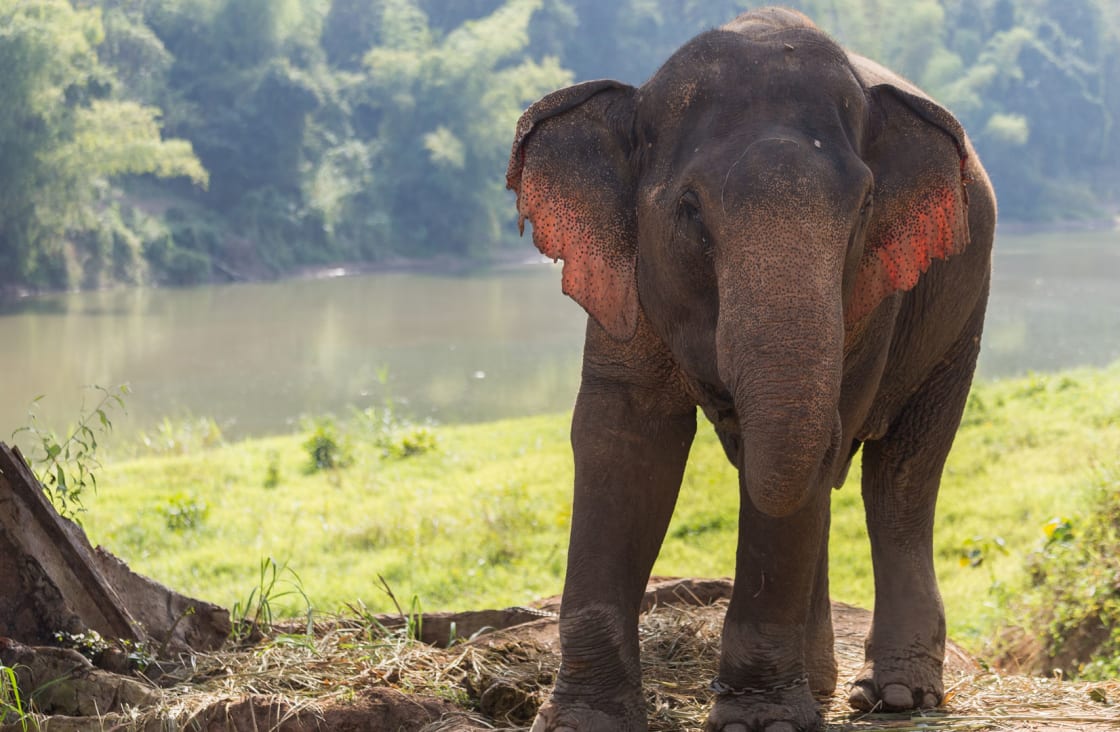 Elephant-Village-Sanctuary