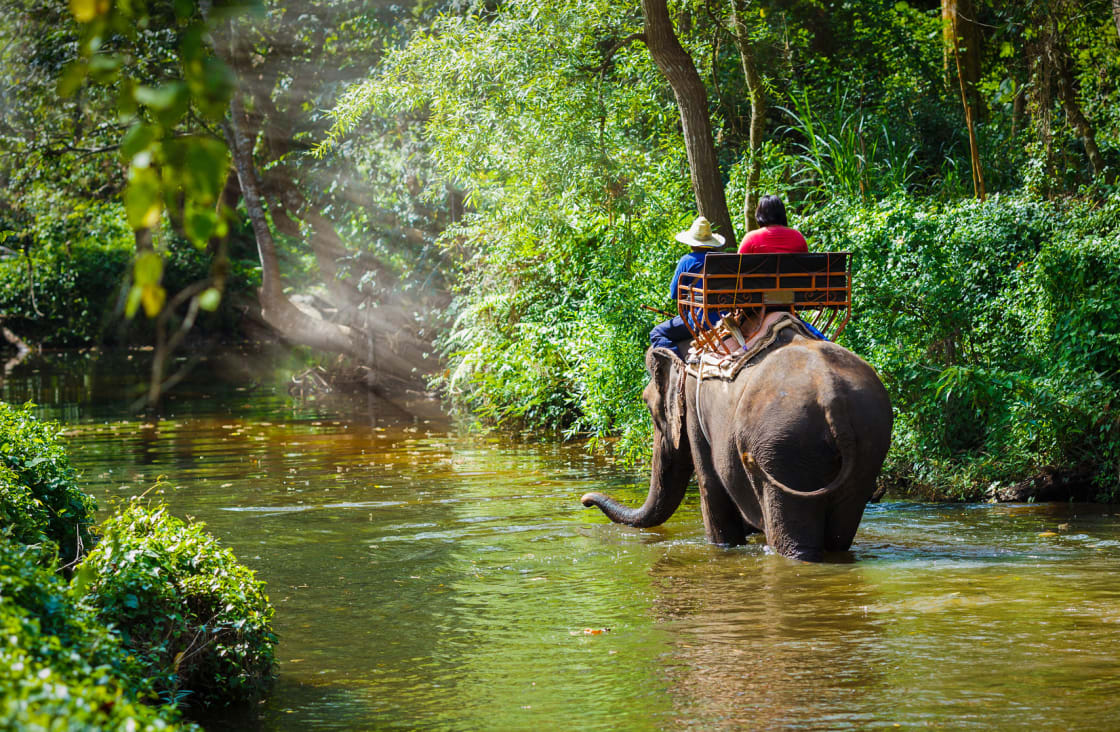 chiang mai elephant in the river