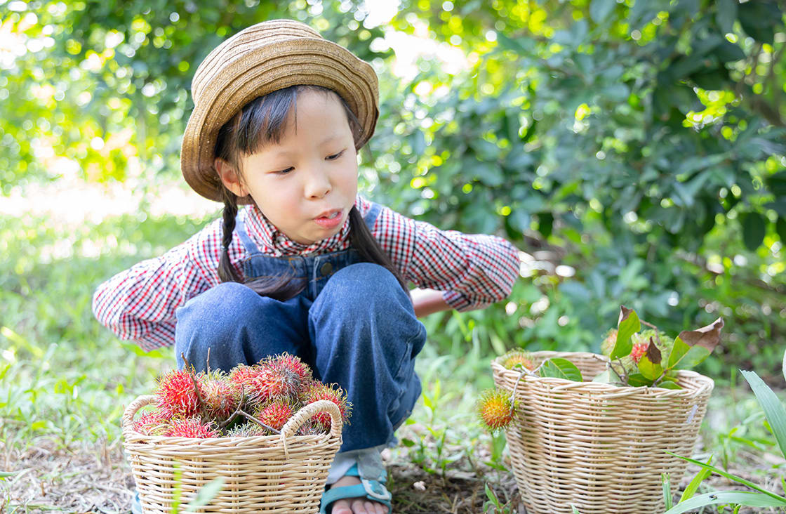 Asian,Children,In,Gardener,Costume,Harvest,Organic,Rambutan,Fruits,she,Eating