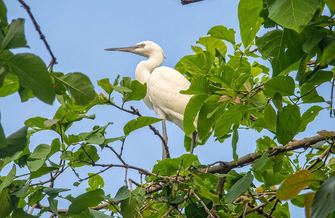 White,Stork,Up,On,A,Tree,In,The,Tra,Su bird sanctuary