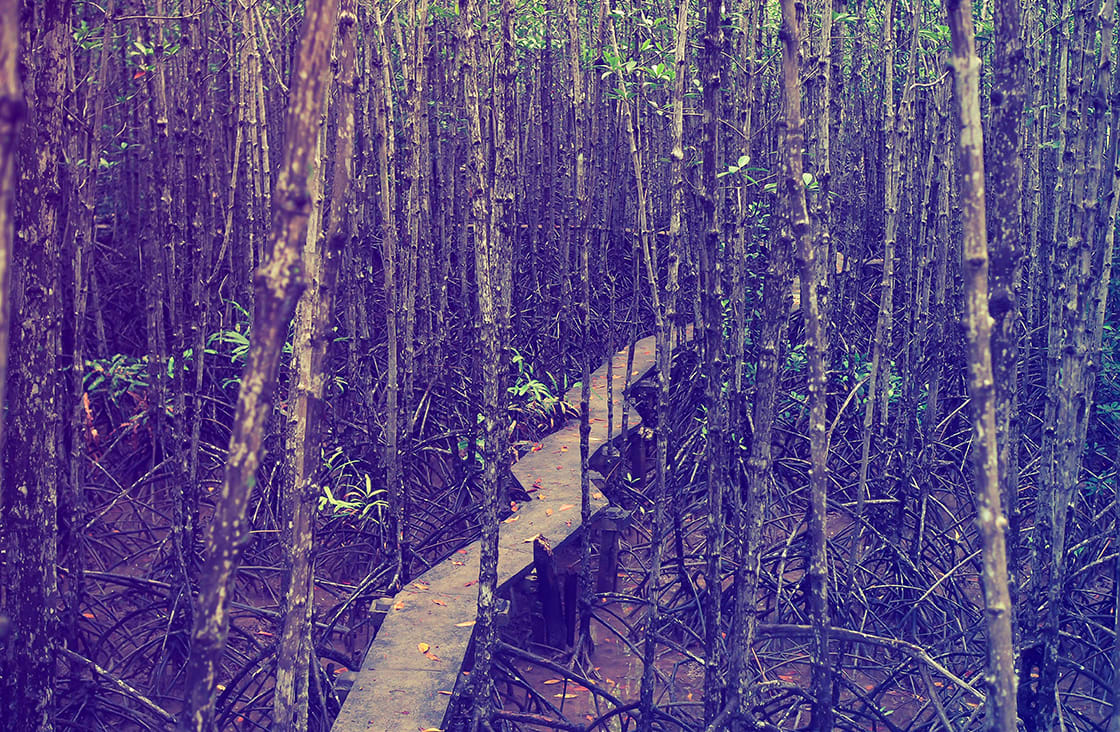 Can,Gio,Mangrove,Forest,,Vietnam.,Can,Gio,Biosphere,Reserve,