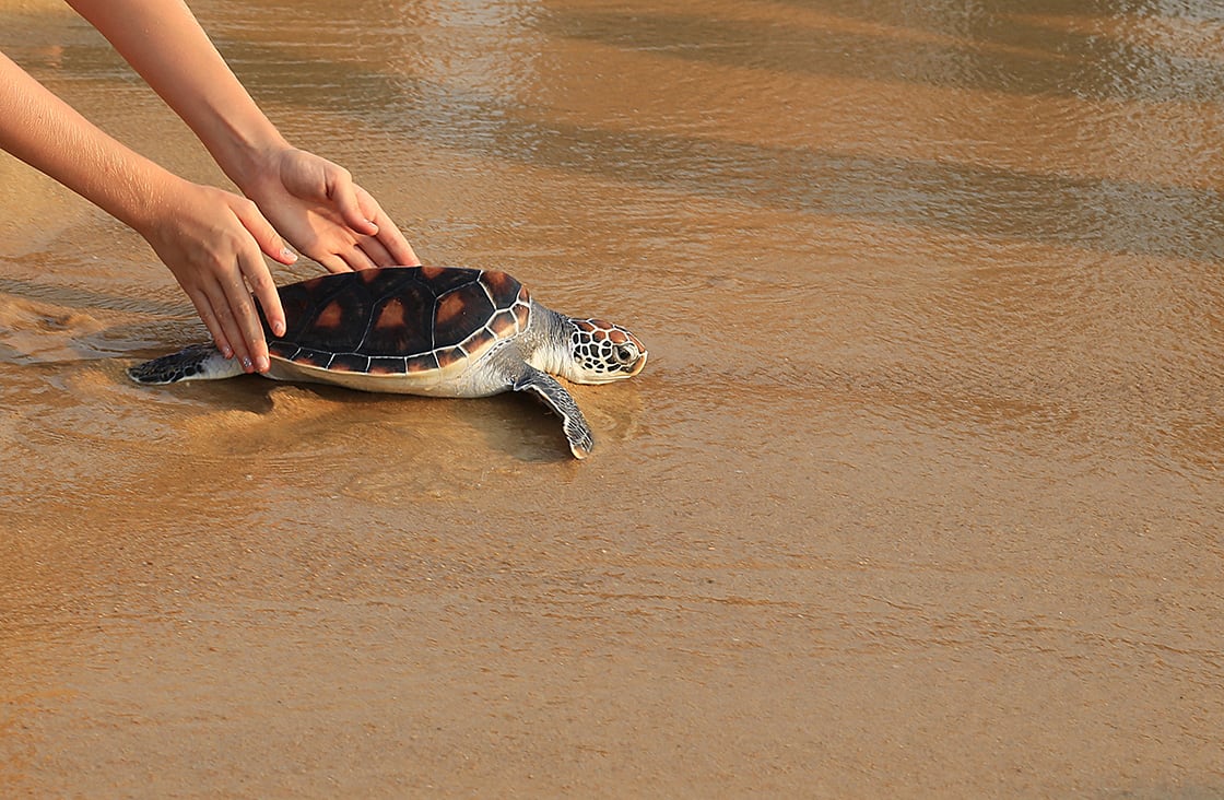 Sea,Turtle,Release