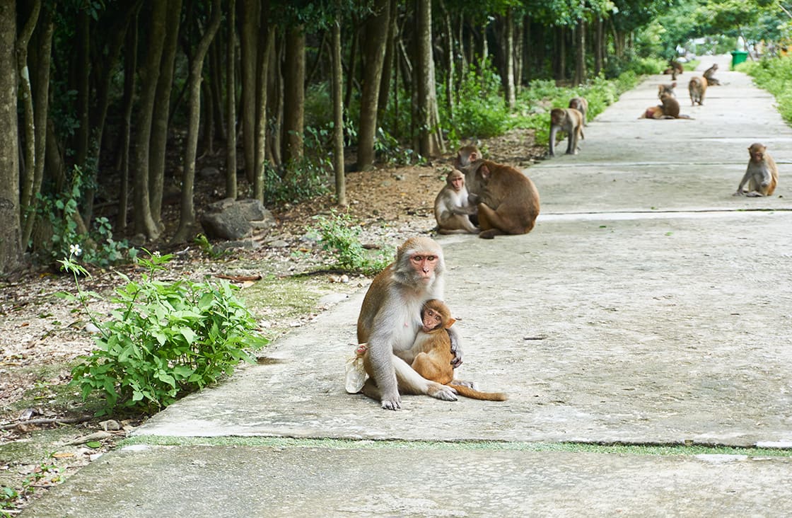 Mother,And,Baby,Monkey,Sitting,On,The,Road.,Monkey,Island,