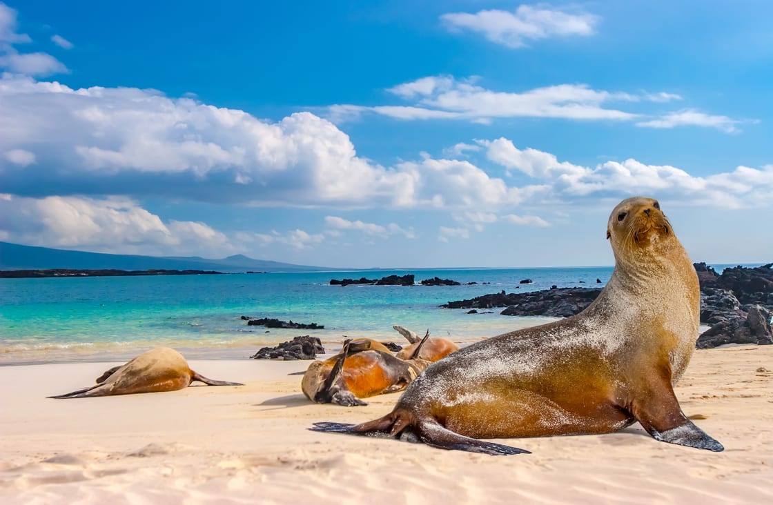 Seals Sleeping On The Beach