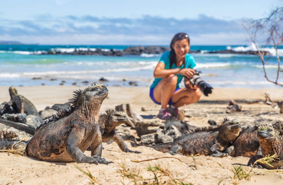 A Lady Taking Photos Of Marine Iguanas