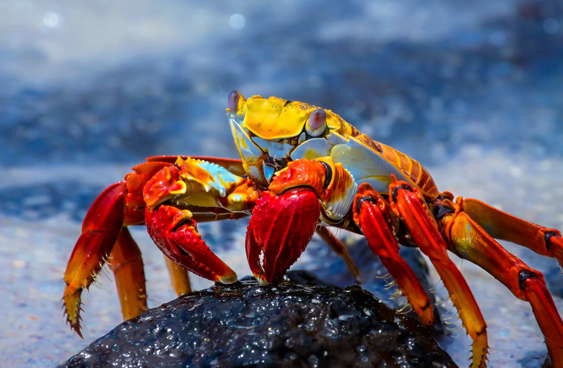 Sally Lightfoot Crab On A Lava Rock Galapagos
