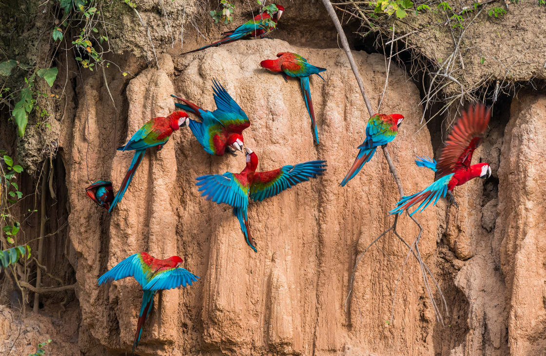 Macaws In A Clay Lick In The Peruvian Amazonian Jungle