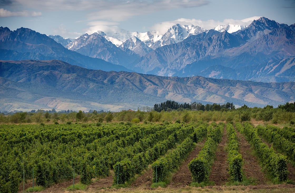 Vineyards at Mendoza, Argentina