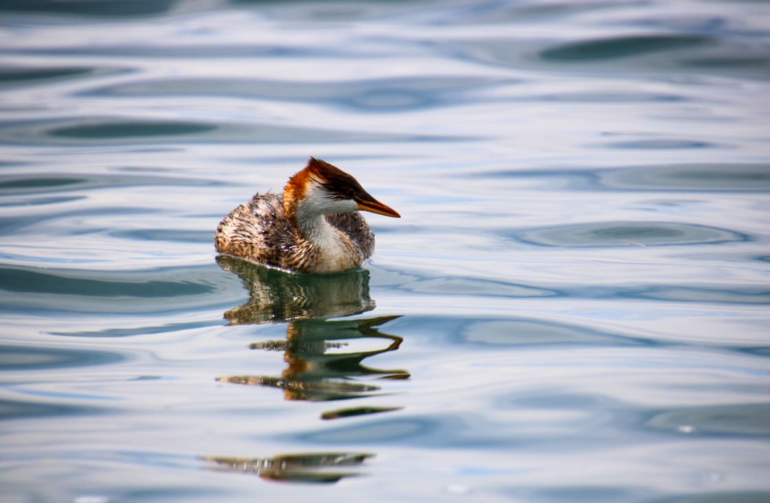 Grebe,Swimming,In,Lake,Titicaca,,Bolivia